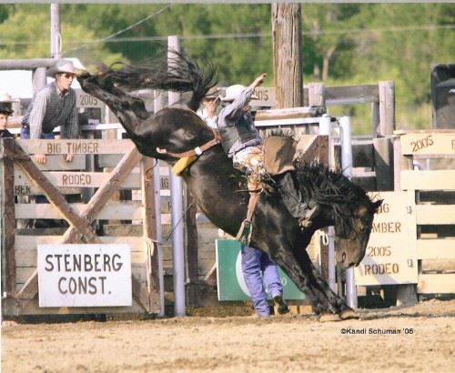 Cowboy Riding a Bucking Stallion
